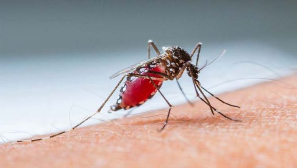 sintomas da dengue moskito