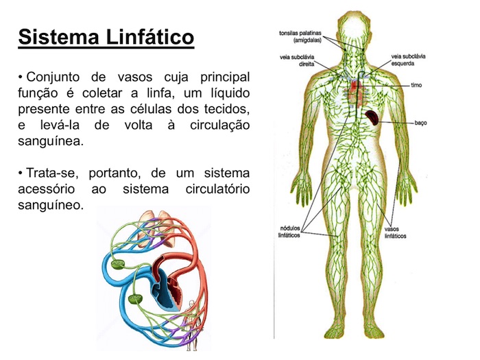 sistema linfatico funcionamento