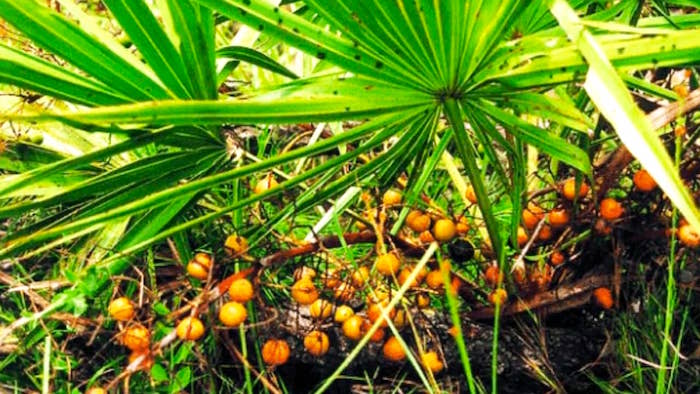 saw palmetto