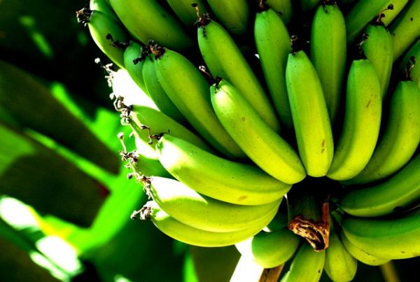 Benefícios da Banana Verde
