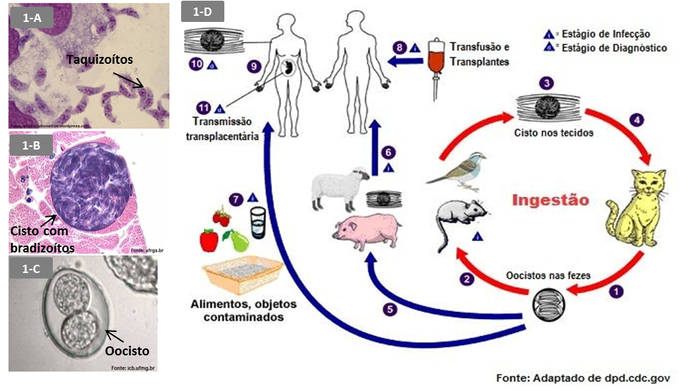 Токсоплазмоз схема. Жизненный цикл Toxoplasma gondii схема. Цикл развития Toxoplasma gondii схема. Жизненный цикл токсоплазмы Гонди. Toxoplasma gondii стадии развития.