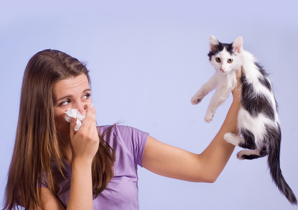Alergia a cachorros e gatos