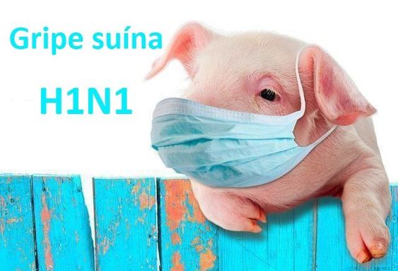 gripe suína