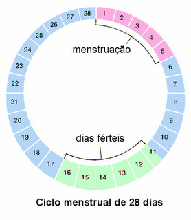 como calcular o período fértil 